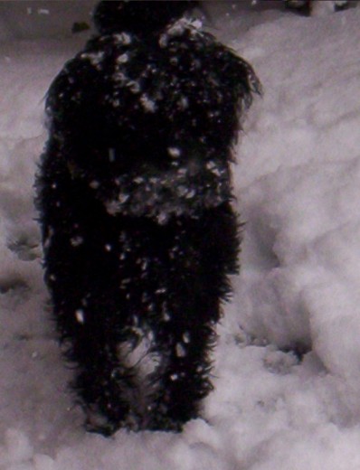 Aqui esta mi perrita en 2009 en la nieve jejej con 8 añitos 